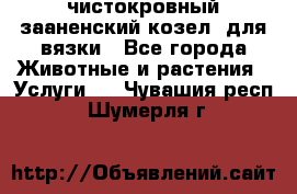 чистокровный зааненский козел  для вязки - Все города Животные и растения » Услуги   . Чувашия респ.,Шумерля г.